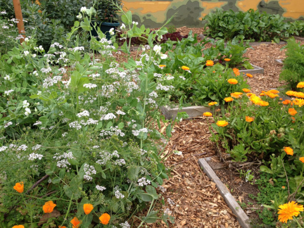 Designing your Water-Wise vegetable garden – June 5 – Change-Making.com